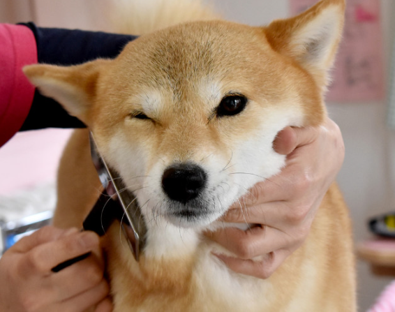 Taizhou Opey Pet Products Co., LTD.