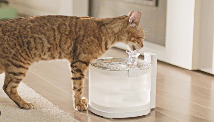 Can the Opey Pet Water Fountain Help Pets Stay Healthier