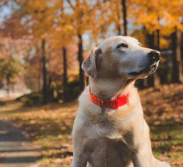 Should Every Home Keep a Dog Collar Within Reach