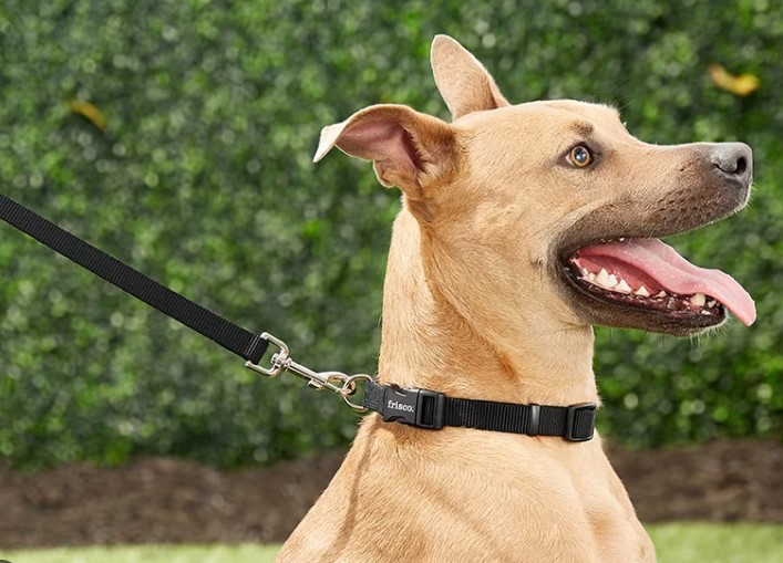 Could a Dog Leash Factory Influence How We Name and Use Leads and Leashes